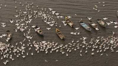 Feeding time for Pelicans on a beach