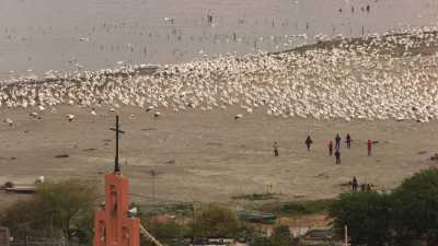 Feeding time for Pelicans on a beach