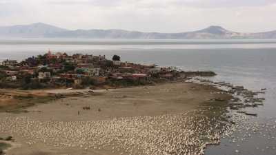 Feeding time for Pelicans on a beach