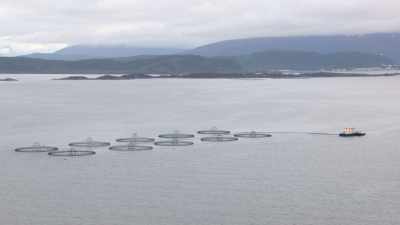 Norwegian fish farming