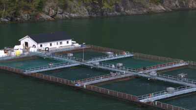 Fish farming tending in Norway