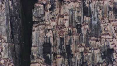 Svalbard, thousands of birds on the cliff