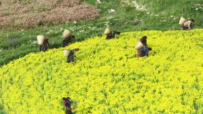 Farmers in the field