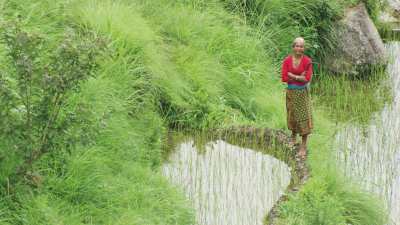 Women working in the rice fields