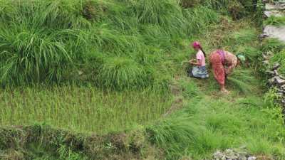 Women working in the rice fields