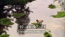 Ponds, horses ans countryside in the Campine region