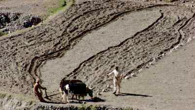 Farmers ox and  ploughshare working in the valley