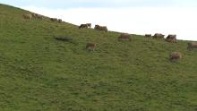 Stables in the mountain, cows around Salers