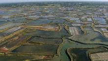 Salt marshes