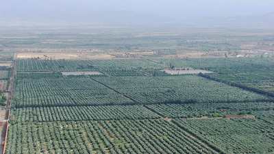 Agdal Gardens, olive grove and Labyrinth Square