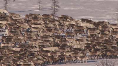 Reindeer transhumance and Nenets people