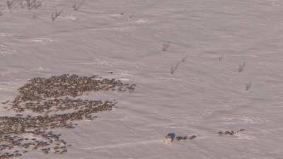 Reindeer transhumance and Nenets people