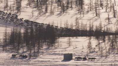 Reindeer transhumance and Nenets people