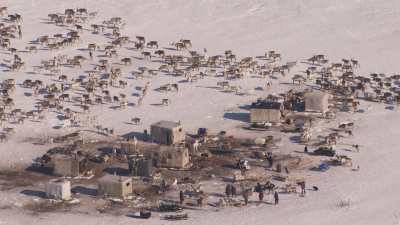 Nomadic Nenets camp and reindeers close to Doudinka