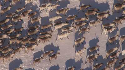 Reindeer transhumance and Nenets people