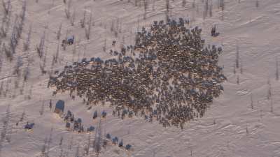 Reindeer transhumance and Nenets people