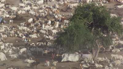 Cattle and farmers, cattle camp