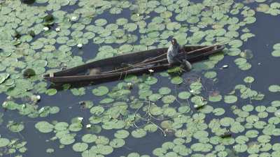 Fishermen on their pirogue among water lilies