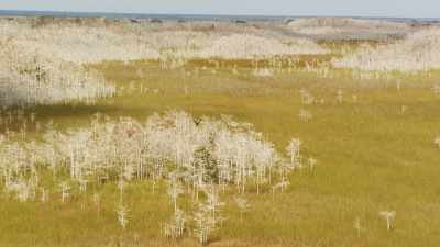 Forest in the Everglades waters