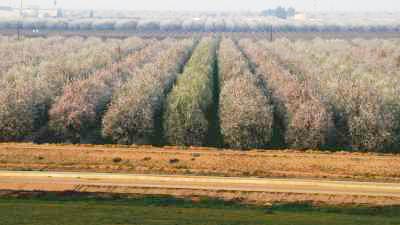 Almond trees fields, intensive growing