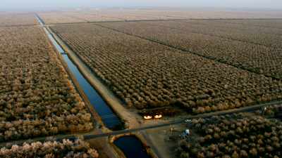 Almond trees fields, intensive growing