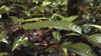 Close shots old growth forest