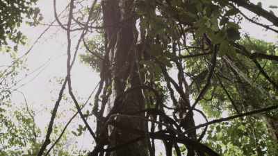 Old growth forest, canopy