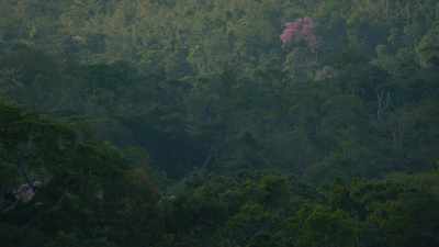 Purple tree in the heart of the amazonian forest