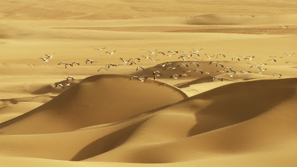 Flight of Storks in the Southern Sahara