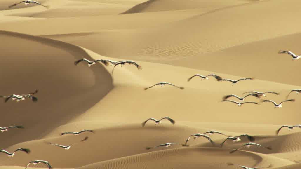 Flight of Storks in the Saharan South