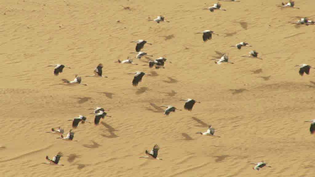 Flight of Storks in the Saharan South