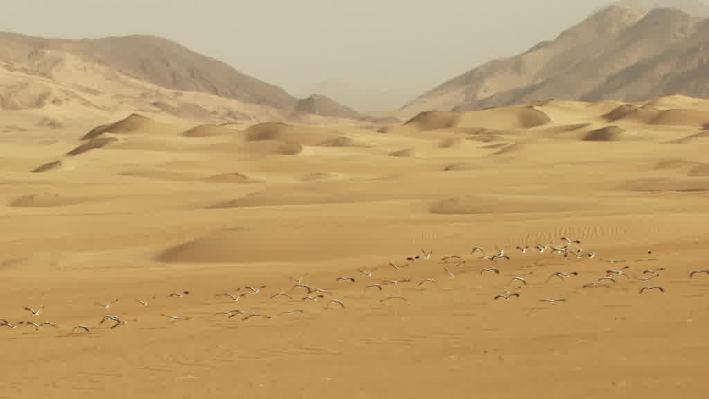 Flight of Storks in the South Saharan Region