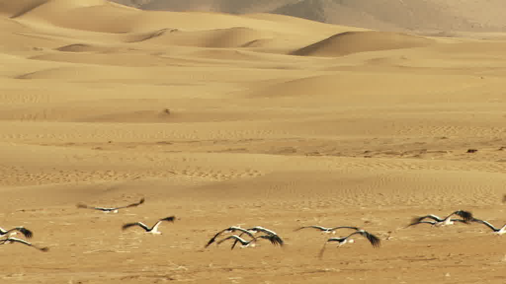 Flight of Storks in the Saharan South