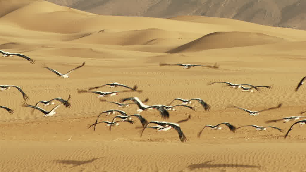 Flight of Storks in the Saharan South