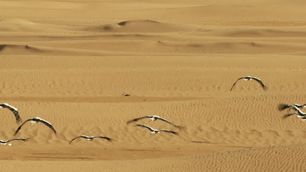 Flight of Storks in the Southern Sahara