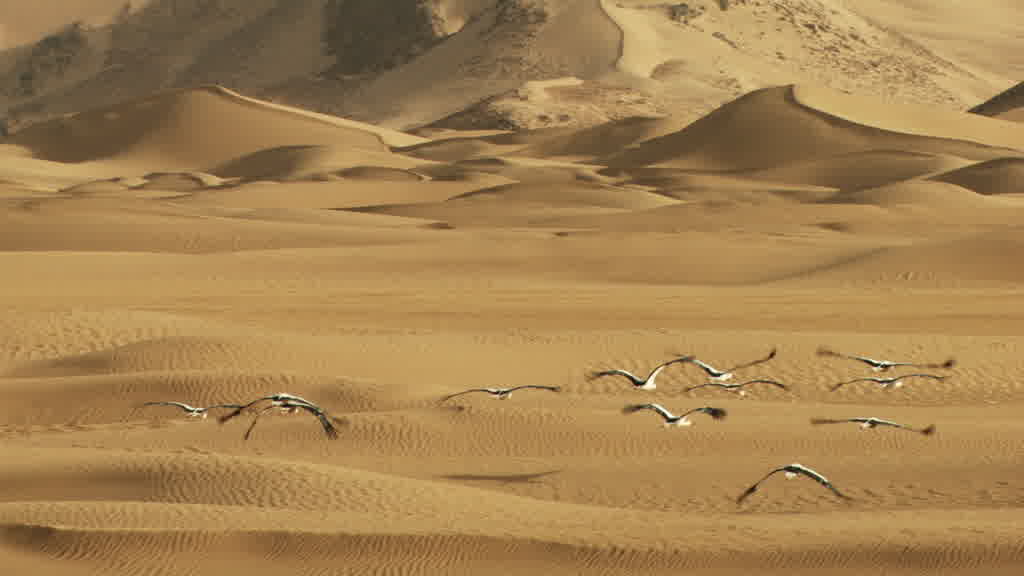 Flight of Storks in the Saharan South