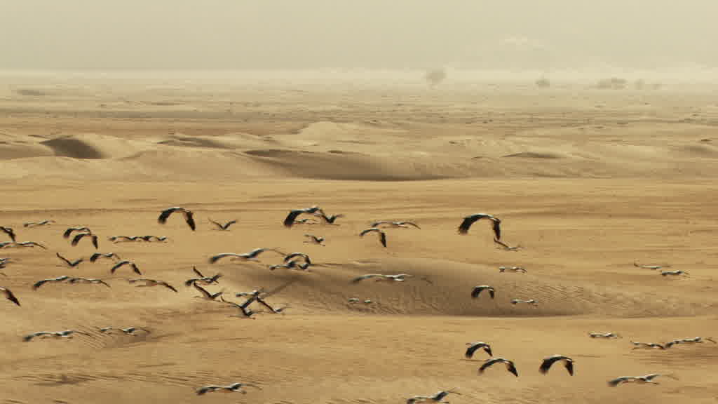 Storks Flying Over the Saharan South