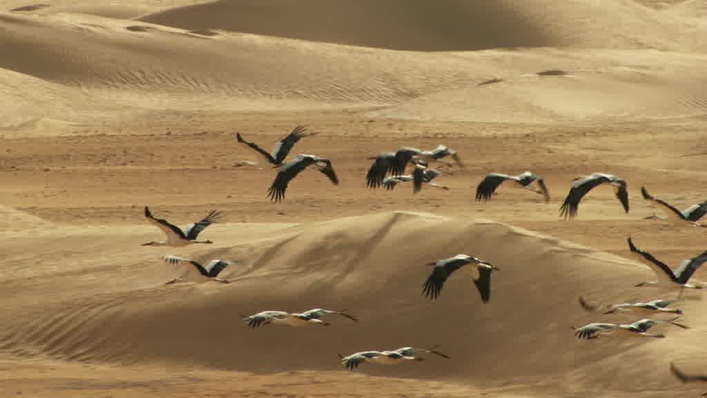 Flight of Storks in the Southern Sahara