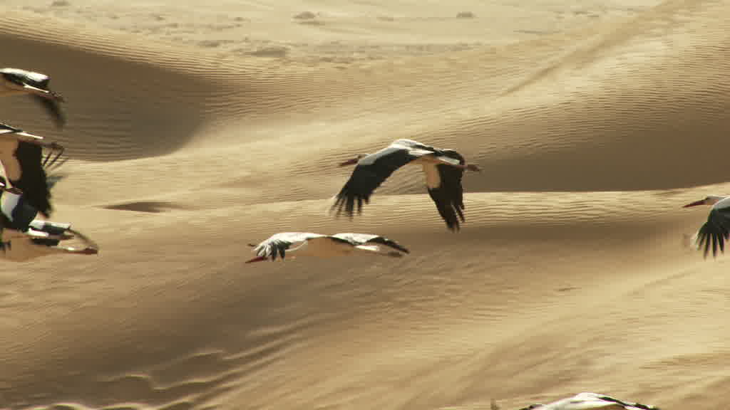 Flock of Storks Flying in the Saharan South