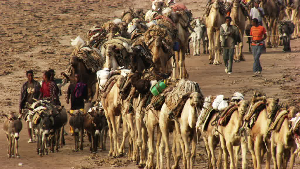Camel caravan and traditional salt harvesting on Lake Assal