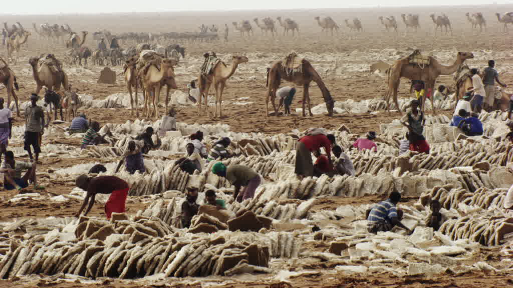 Camel Caravan and Traditional Salt Extraction at Lake Assal
