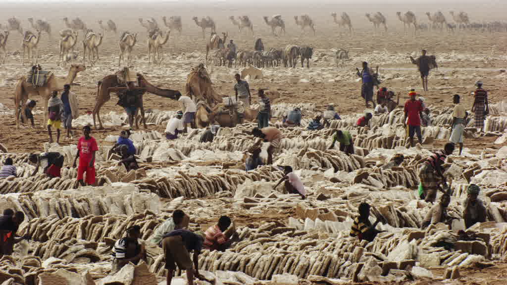 Caravan of Dromedaries and Traditional Salt Extraction at Lake Assal