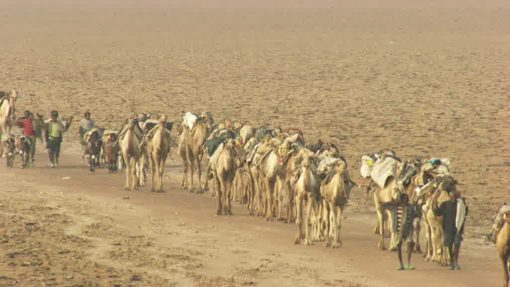 Caravan of Dromedaries and Traditional Salt Exploitation at Lake Assal