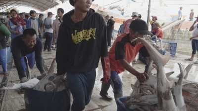 Déchargement de poisson sur la côte nord de Java