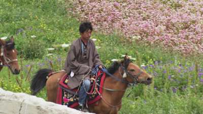 Landscapes of Mustang