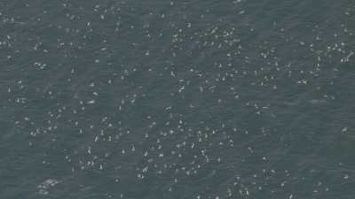 Sea and birds