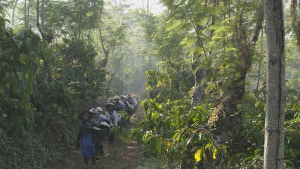 Coffee pickers on a traditional plantation