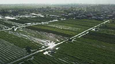 Farmers Strike the Water Surface