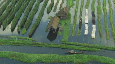 Dugout canoes in the canals between the crops