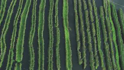 Dive Over Crops